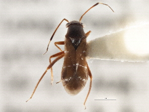  (Pilophorus setiger - CCDB-21314-C07)  @14 [ ] CreativeCommons - Attribution (2013) CBG Photography Group Centre for Biodiversity Genomics