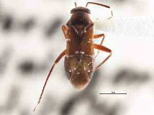  (Pilophorus walshii - CCDB-21314-C09)  @11 [ ] CreativeCommons - Attribution (2013) CBG Photography Group Centre for Biodiversity Genomics