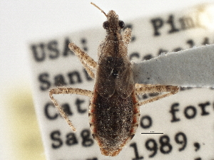  (Hoplistoscelis heidemanni - CCDB-21314-C10)  @11 [ ] CreativeCommons - Attribution (2013) CBG Photography Group Centre for Biodiversity Genomics