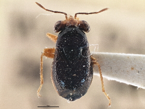  (Isthmocoris piceus - CCDB-21316-B11)  @11 [ ] CreativeCommons - Attribution (2013) CBG Photography Group Centre for Biodiversity Genomics