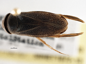  ( - CCDB-21316-C03)  @11 [ ] CreativeCommons - Attribution (2013) CBG Photography Group Centre for Biodiversity Genomics