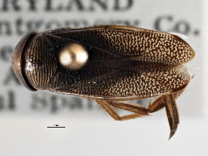  ( - CCDB-21316-C04)  @11 [ ] CreativeCommons - Attribution (2013) CBG Photography Group Centre for Biodiversity Genomics