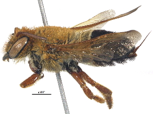  (Megachile Lophanthedon sp1 - 06743A08-THA)  @14 [ ] CreativeCommons - Attribution (2016) CBG Photography Group Centre for Biodiversity Genomics