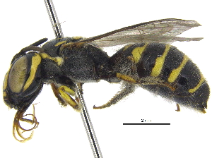  ( - 06744B11-THA)  @14 [ ] CreativeCommons - Attribution (2016) CBG Photography Group Centre for Biodiversity Genomics