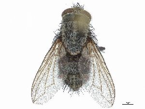  (Allophorocera celer - CCDB-37876-E12)  @11 [ ] CreativeCommons - Attribution (2022) CBG Photography Group Centre for Biodiversity Genomics