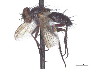  ( - CCDB-37878-H11)  @11 [ ] CreativeCommons - Attribution (2023) CBG Photography Group Centre for Biodiversity Genomics