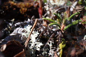  ( - CCDB-46465_H06)  @11 [ ] CreativeCommons - Attribution Share-Alike (2025) Unspecified Agriculture and Agri-Food Canada, St John's