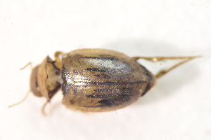  ( - IBSAS-TA3717)  @11 [ ] CreativeCommons  Attribution Non-Commercial Share-Alike (2018) Unspecified Slovak Academy of Sciences, Plant Science and Biodiversity Centre