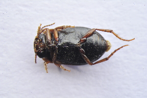  ( - IBSAS-TA3875)  @12 [ ] CreativeCommons  Attribution Non-Commercial Share-Alike (2018) Unspecified Slovak Academy of Sciences, Plant Science and Biodiversity Centre