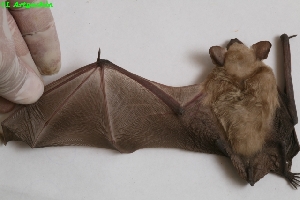  (Eptesicus serotinus - ZMMU AIV-1046)  @14 [ ] Copyright (2011) Ilya Artyushin Biological Faculty, Moscow University