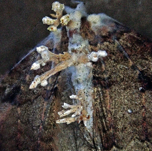  (Cordyceps tuberculata - SNMH221)  @11 [ ] CreativeCommons  Attribution Non-Commercial Share-Alike (2019) Ivona Kautmanova Slovak National Museum-Natural History Museum