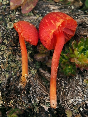 (Hygrocybe alpina sp.nov - SNMH247)  @11 [ ] CreativeCommons  Attribution Non-Commercial Share-Alike (2028) Ivona Kautmanova Slovak National Museum-Natural History Museum