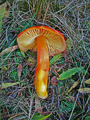  (Hygrocybe punicea - SNMH39)  @11 [ ] CreativeCommons  Attribution Non-Commercial Share-Alike (2018) Ivona Kautmanova Slovak National Museum-Natural History Museum
