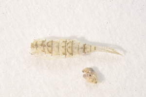  ( - IBSAS-BC2712)  @11 [ ] CreativeCommons  Attribution Non-Commercial Share-Alike (2020) Patrik Macko Slovak Academy of Sciences, Plant Science and Biodiversity Centre