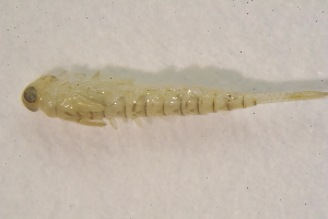  ( - IBSAS-BC2813)  @11 [ ] CreativeCommons  Attribution Non-Commercial Share-Alike (2020) Patrik Macko Slovak Academy of Sciences, Plant Science and Biodiversity Centre