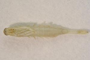  ( - IBSAS-BC2813)  @11 [ ] CreativeCommons  Attribution Non-Commercial Share-Alike (2020) Patrik Macko Slovak Academy of Sciences, Plant Science and Biodiversity Centre