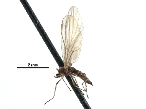  (Perissomma congrua - BIOUG31901-B10)  @11 [ ] CreativeCommons - Attribution (2017) CBG Photography Group Centre for Biodiversity Genomics