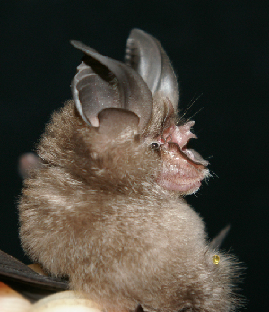  (Rhinolophus cf. subbadius - ZMMU SVK 11-055)  @13 [ ] Copyright (2012) Sergei Kruskop Zoological Museum of Moscow University