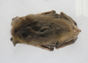  (Eptesicus bottae - ZMMU 56-11)  @13 [ ] Copyright (2013) Sergei Kruskop Zoological Museum of Moscow University