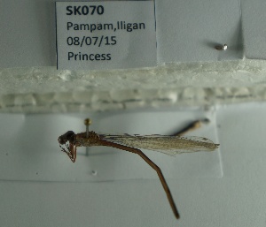  (Pseudagrion pilidorsum pilidorsum - SK070)  @11 [ ] Unspecified (default): All Rights Reserved (2015) Unspecified Unspecified