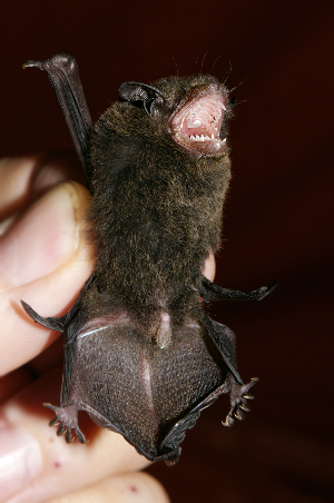  (Pipistrellus cf. javanicus - ZMMU S-198172)  @11 [ ] Copyright (2019) Sergey Kruskop Zoological Museum of Moscow University