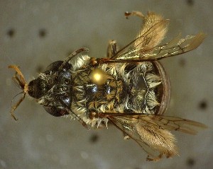  (Melissodes sp. 4 - TTU-Z_286023)  @11 [ ] by-nc (2025) Museum of Texas Tech University Museum of Texas Tech University
