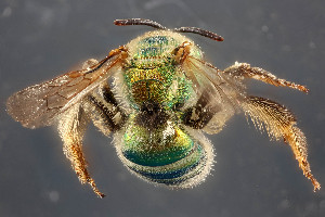  (Agapostemon sp. 1 - TTU-Z_358963)  @11 [ ] by-nc (2025) Museum of Texas Tech University Museum of Texas Tech University