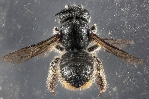  (Lithurgopsis sp. 1 - TTU-Z_358965)  @11 [ ] by-nc (2025) Museum of Texas Tech University Museum of Texas Tech University