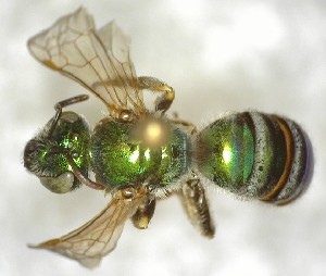  (Agapostemon halictus/texanus - TTU-Z_359949)  @11 [ ] by-nc (2025) Museum of Texas Tech University Museum of Texas Tech University
