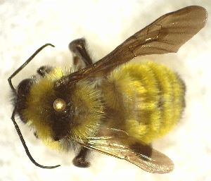  (Bombus sonorus - TTU-Z_359970)  @11 [ ] by-nc (2025) Museum of Texas Tech University Museum of Texas Tech University