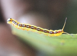  (Dottia sp - SLC00157)  @11 [ ] CreativeCommons - Attribution Non-Commercial Share-Alike (2017) Carlo L. Seifert Institute of Entomology, Biology Centre CAS, Ceske Budejovice