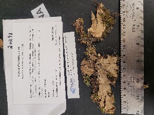  ( - CCDB-44242-C01)  @11 [ ] CreativeCommons - Attribution Non-Commercial Share-Alike (2025) Canadian Museum of Nature Canadian Museum of Nature