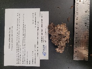  ( - CCDB-44242-E02)  @11 [ ] CreativeCommons - Attribution Non-Commercial Share-Alike (2025) Canadian Museum of Nature Canadian Museum of Nature