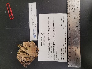  ( - CCDB-44242-G02)  @11 [ ] CreativeCommons - Attribution Non-Commercial Share-Alike (2025) Canadian Museum of Nature Canadian Museum of Nature