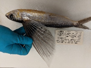  (Cypselurus simus - SE1307-1)  @11 [ ] No Rights Reserved (2019) NA Pacific Islands Fisheries Science Center
