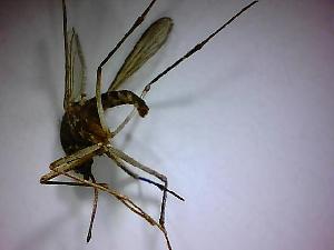  (Aedes condolescens - NMNH2017-051-A01)  @11 [ ] Copyright (2018) Adam Goodwin VecTech