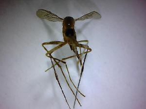  ( - NMNH2017-051-A11)  @12 [ ] Copyright (2018) Adam Goodwin VecTech