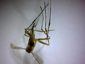  ( - NMNH2017-051-A11)  @12 [ ] Copyright (2018) Adam Goodwin VecTech