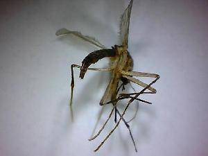  ( - NMNH2017-051-A11)  @12 [ ] Copyright (2018) Adam Goodwin VecTech