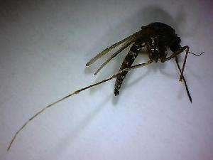  ( - NMNH2017-051-H06)  @12 [ ] Copyright (2018) Adam Goodwin VecTech