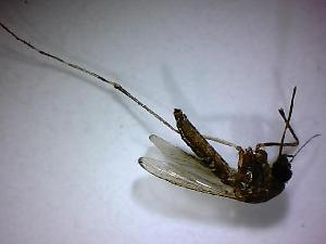  ( - NMNH2017-051-H06)  @12 [ ] Copyright (2018) Adam Goodwin VecTech