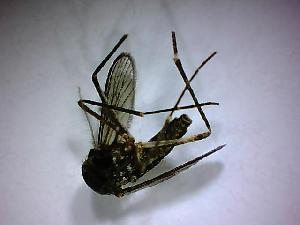  ( - NMNH2017-052-A09)  @12 [ ] Copyright (2018) Adam Goodwin VecTech