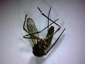  ( - NMNH2017-052-A09)  @12 [ ] Copyright (2018) Adam Goodwin VecTech