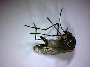  ( - NMNH2017-052-A09)  @12 [ ] Copyright (2018) Adam Goodwin VecTech