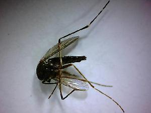  ( - NMNH2017-052-B06)  @12 [ ] Copyright (2018) Adam Goodwin VecTech