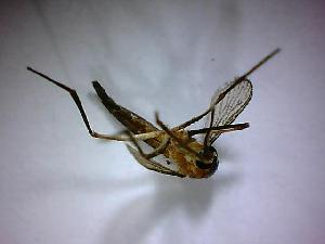  ( - NMNH2017-052-C01)  @12 [ ] Copyright (2018) Adam Goodwin VecTech