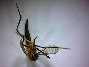  ( - NMNH2017-052-C01)  @12 [ ] Copyright (2018) Adam Goodwin VecTech