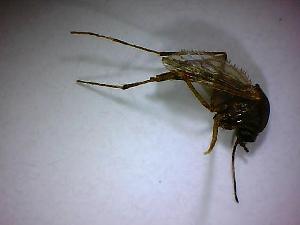  ( - NMNH2017-052-C11)  @12 [ ] Copyright (2018) Adam Goodwin VecTech