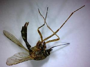  ( - NMNH2017-052-C12)  @12 [ ] Copyright (2018) Adam Goodwin VecTech