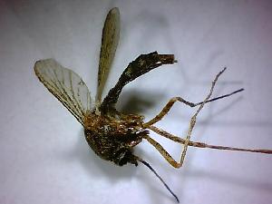  ( - NMNH2017-052-C12)  @12 [ ] Copyright (2018) Adam Goodwin VecTech